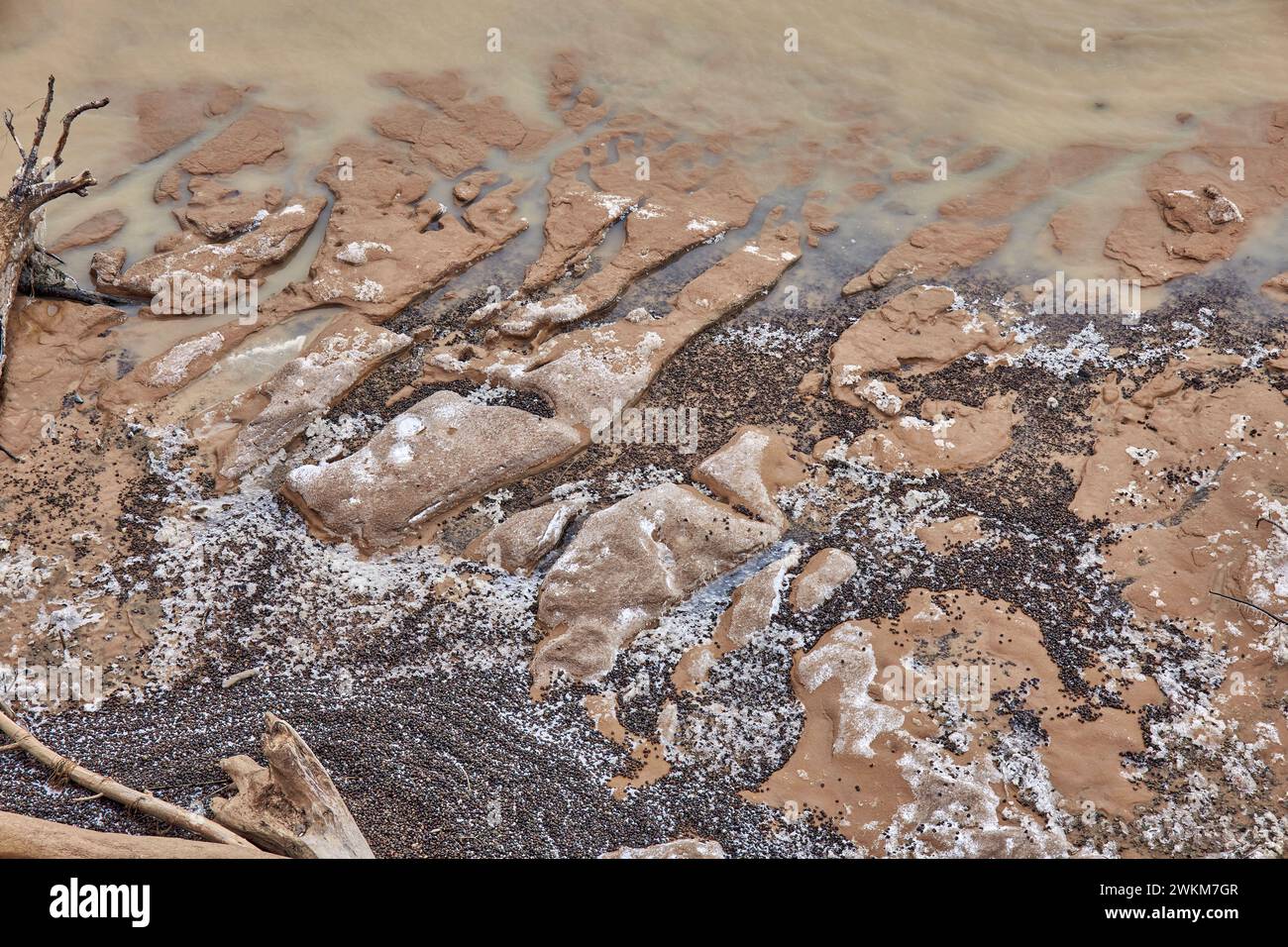 Beaux motifs de côte de mer sablonneuse gelée. Beaucoup de coquilles d'escargot, sable, bûches couvertes de gel, saupoudrées de neige. l'eau a coupé le sol. Naturel Banque D'Images