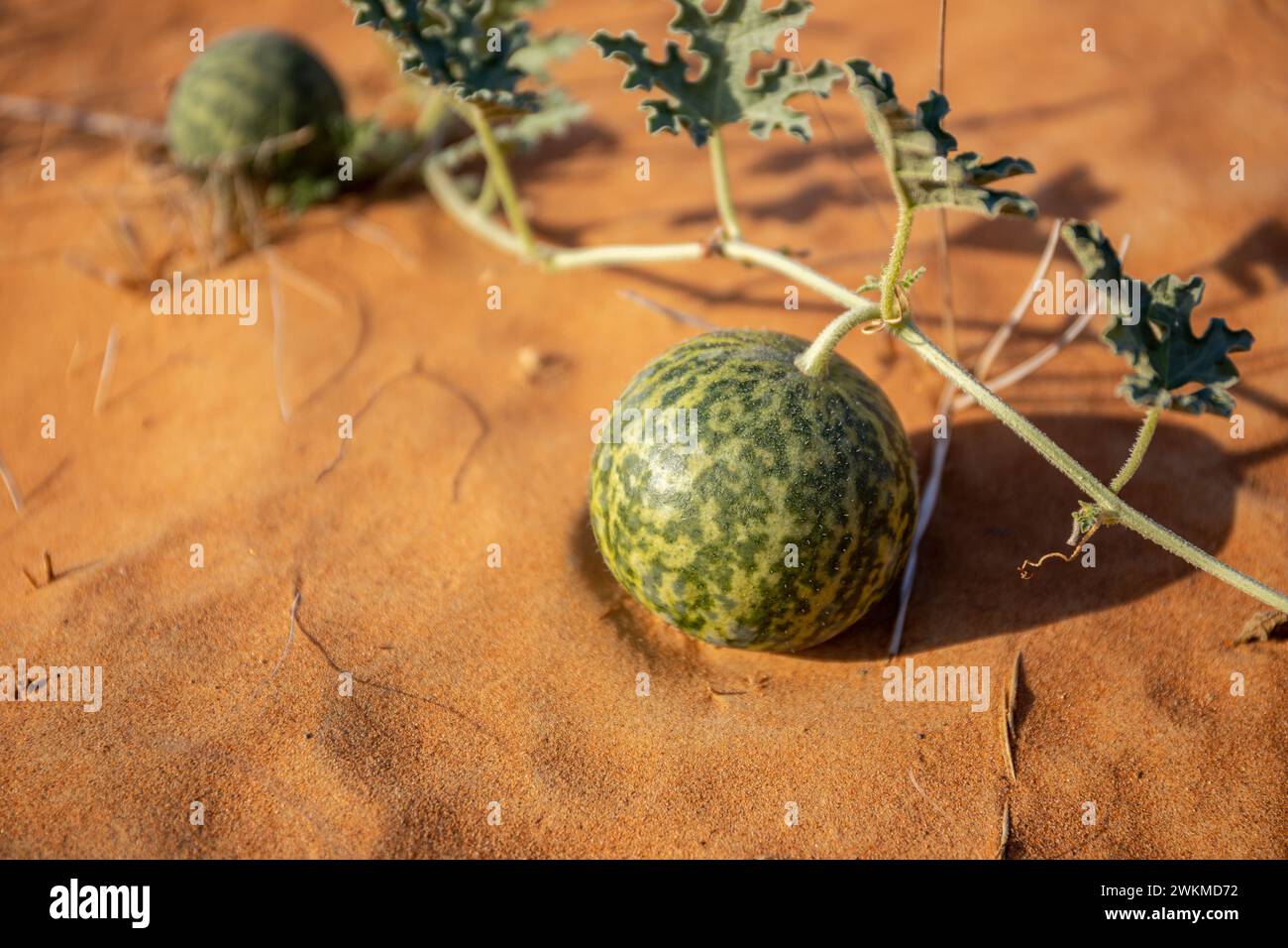 Citrullus colocynthis (colocynthe, melon amer) fruit mûr avec tiges et feuilles vue en gros plan, poussant sur une dune de sable, dans le désert des eau. Banque D'Images