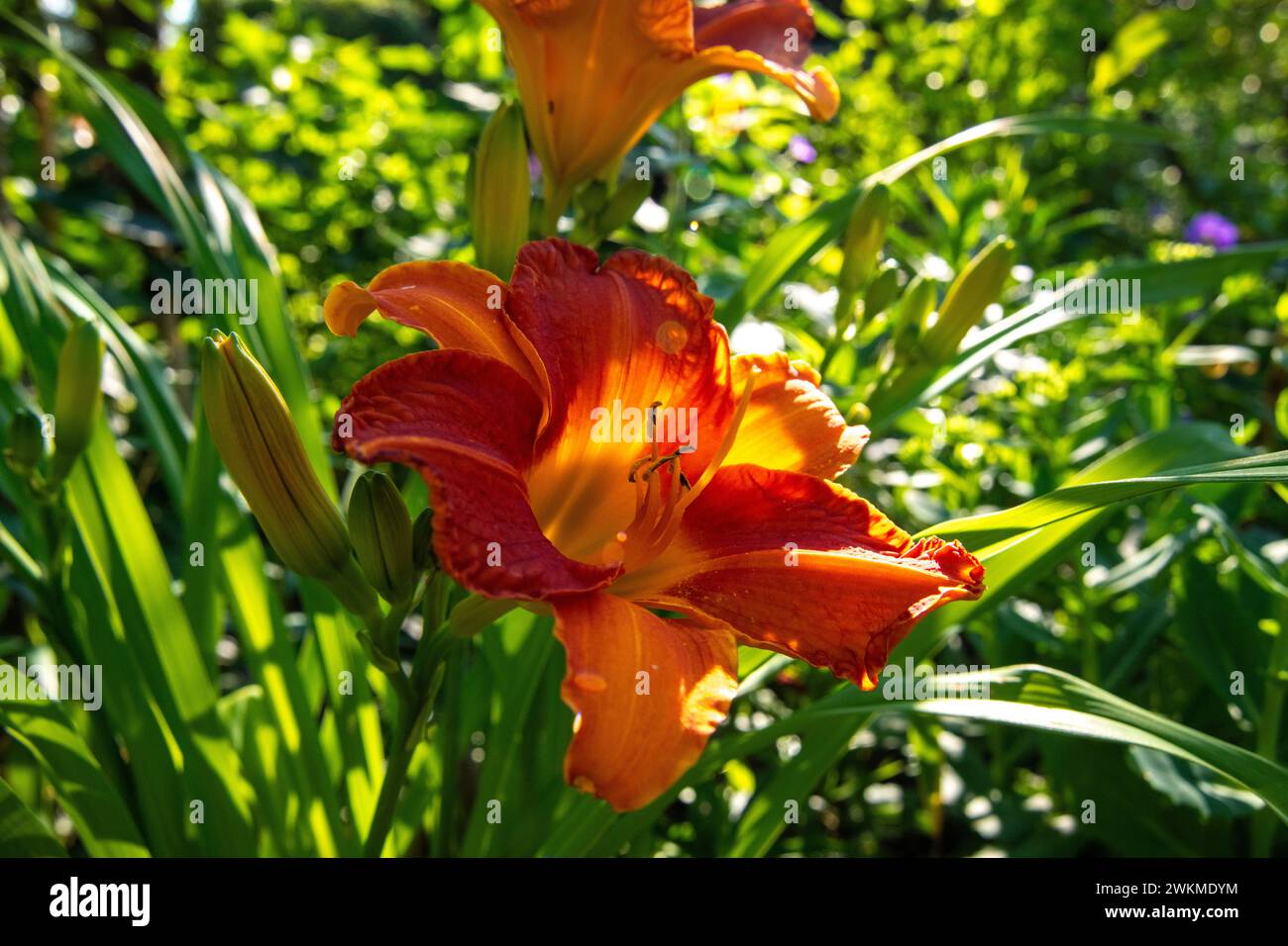 Un daylily jaune-rouge avec le soleil qui brille à travers elle par derrière. Vous pouvez voir beaucoup de feuilles vertes en arrière-plan. Les étamines sont clairement visibles Banque D'Images