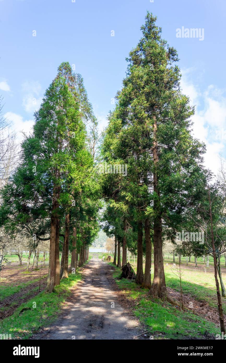 Passerelle piétonne entourée d'arbres secs à Lagoa das Furnas à São Miguel-Açores-Portugal Banque D'Images