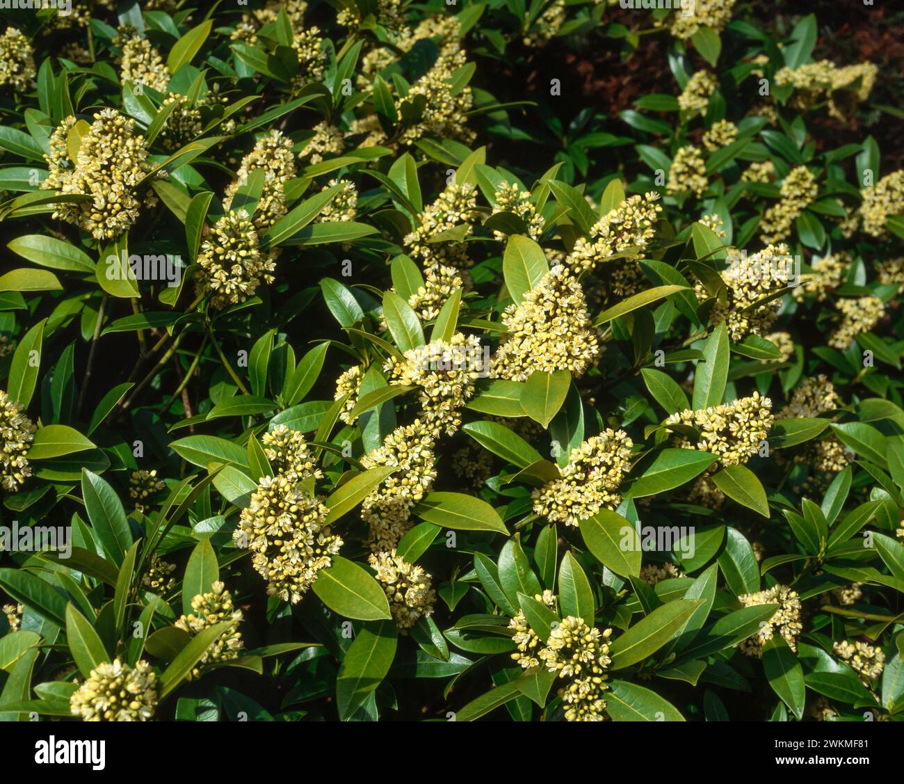 Skimmia x confusa 'Key Green' / Skimmia japonica 'Kew Green' / Skimmia 'Kew Green' en fleurs dans le jardin anglais, Angleterre, Royaume-Uni Banque D'Images