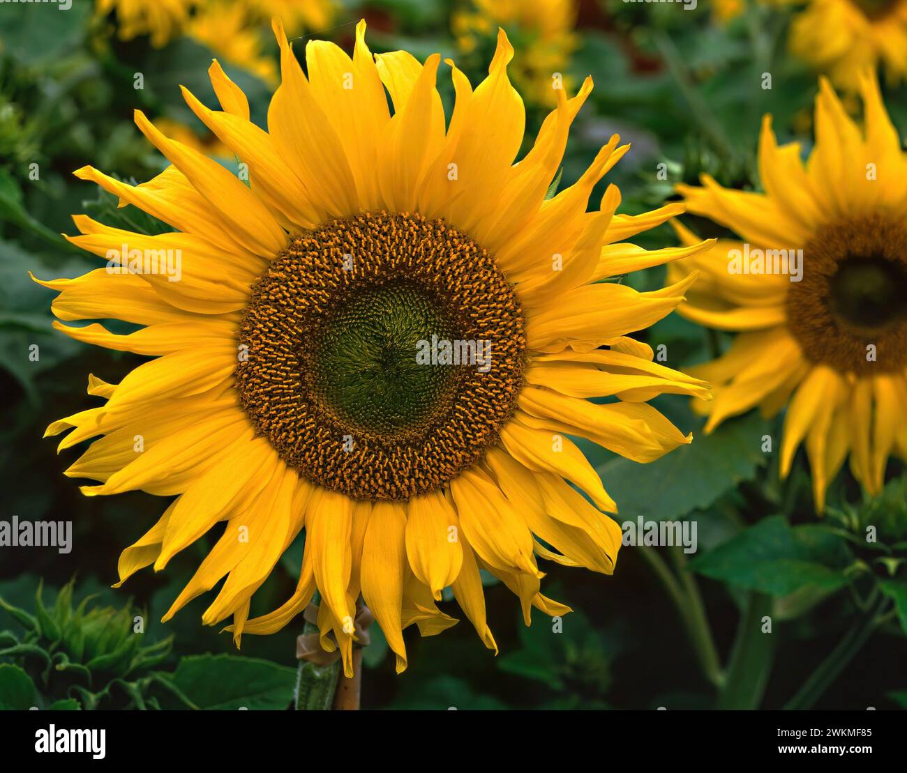 Gros plan photo d'un tournesol Helianthus 'Pacino' jaune vif poussant dans le jardin anglais, Angleterre, Royaume-Uni Banque D'Images