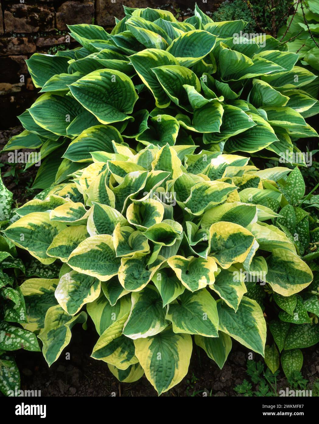 Belles plantes vertes et jaunes panachées d'hosta poussant à la frontière du jardin anglais, Angleterre, Royaume-Uni Banque D'Images