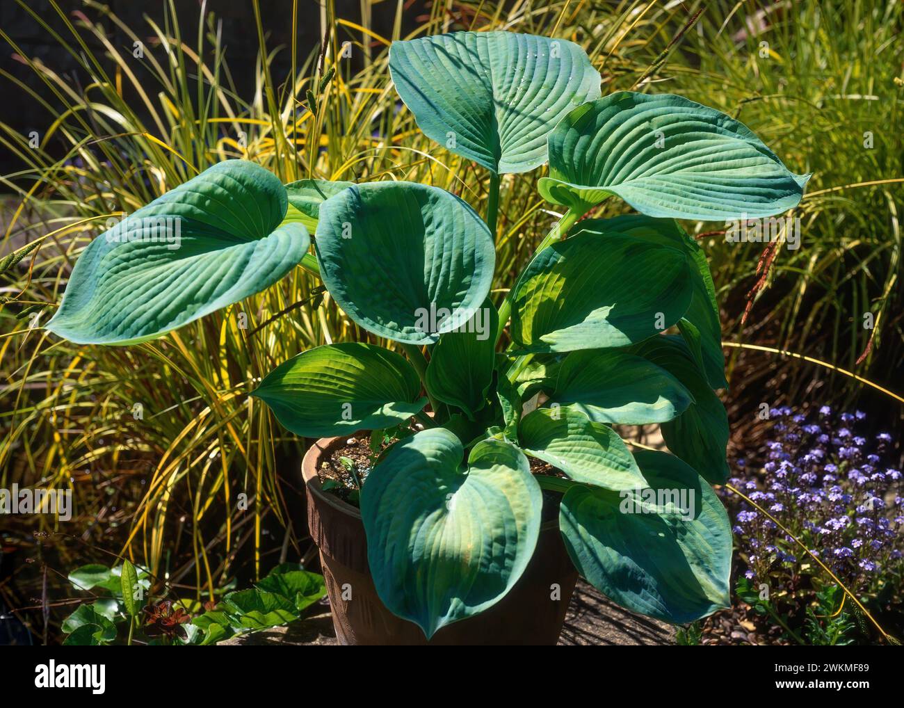 Hosta 'George Smith' plante poussant dans le jardin anglais frontière, Angleterre, Royaume-Uni Banque D'Images