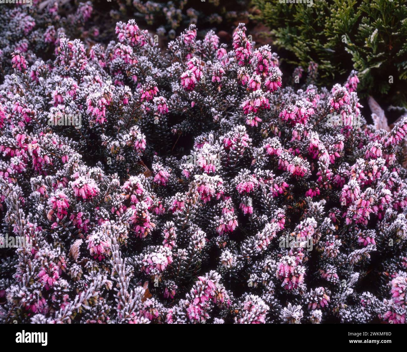 Erica x darleyensis 'Kramers Rote' (rouge Kramers) floraison bruyère avec gel de houle poussant dans le jardin anglais en hiver, Angleterre, Royaume-Uni Banque D'Images