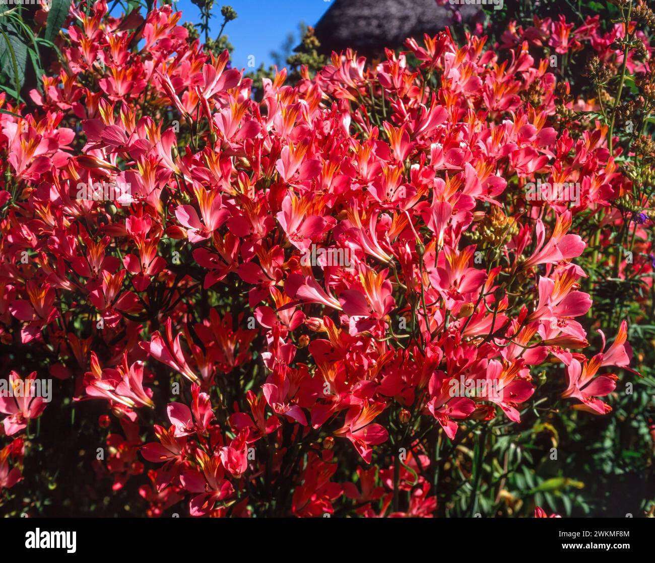 Alstroemeria ligtu hybrides / Lily péruvienne en pleine floraison en juillet dans le jardin anglais, Angleterre, Royaume-Uni Banque D'Images