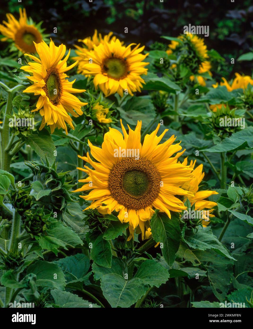 Jaune vif Helianthus «Pacino» / Helianthus annuus «Pacino» tournesols poussant dans le jardin anglais, Angleterre, Royaume-Uni Banque D'Images