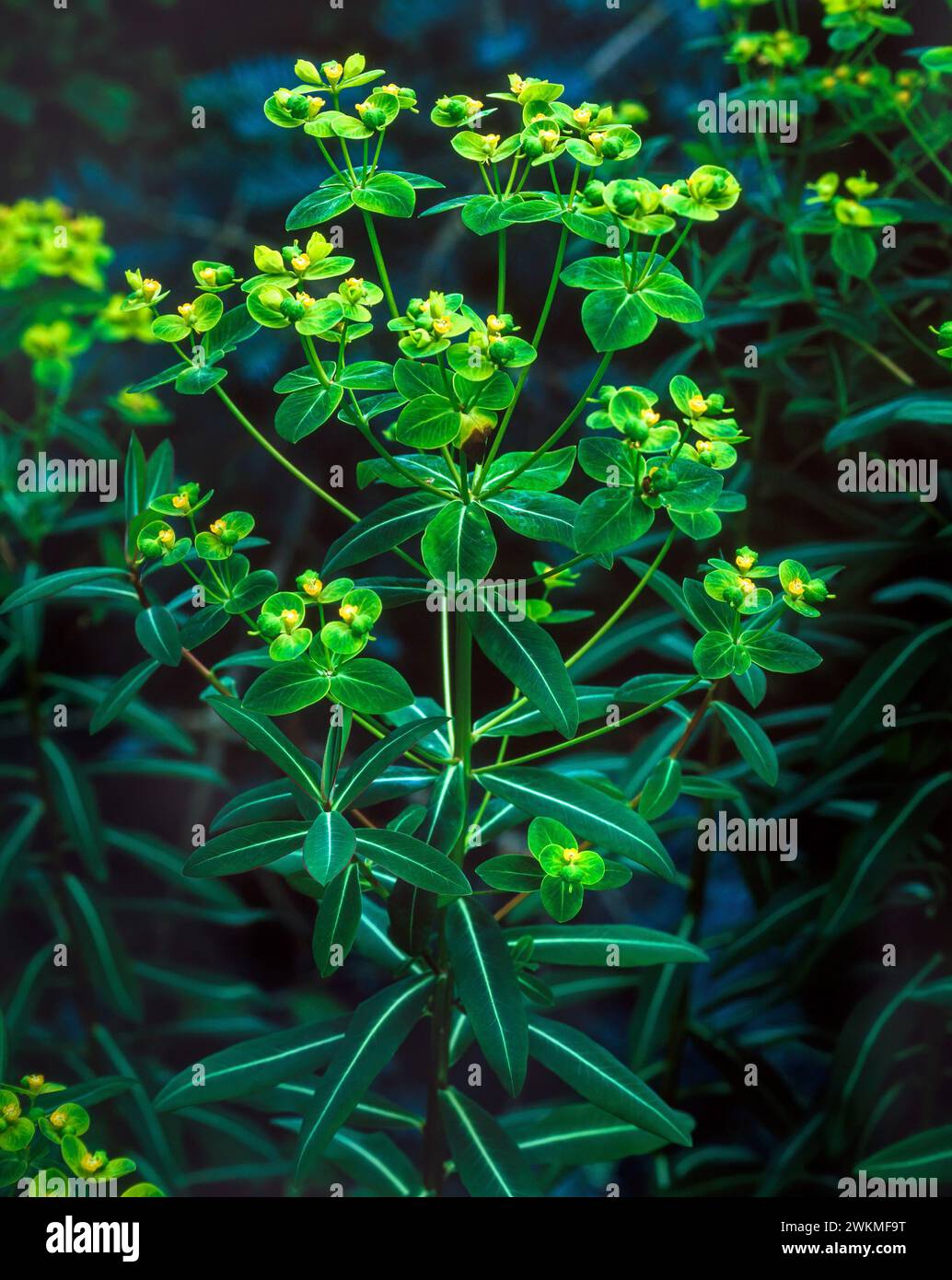 Euphorbia «Excalibur» plante époussetée poussant dans le jardin anglais sur fond sombre Banque D'Images