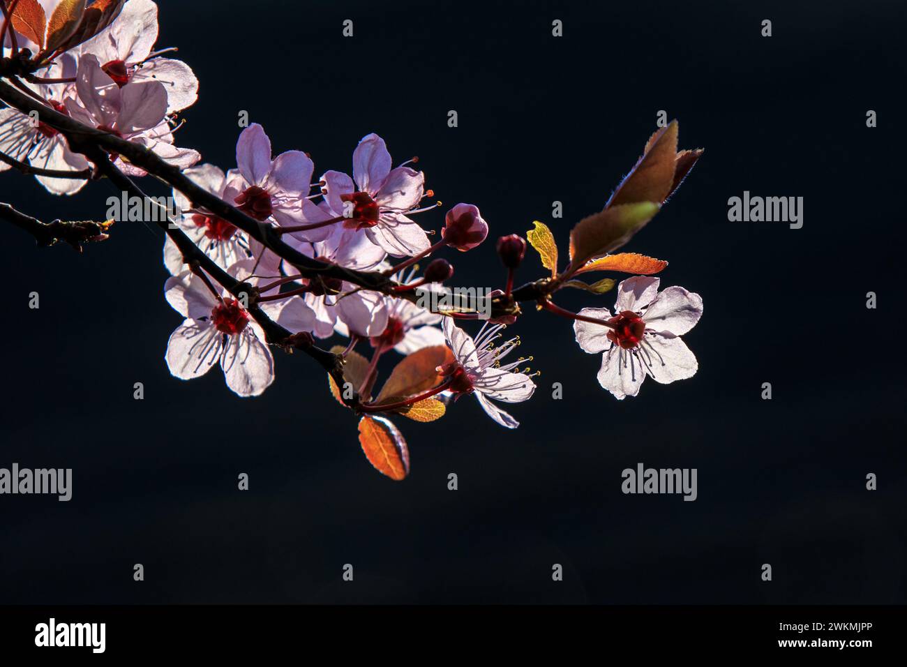 Gros plan de Prunus cerasifera connu sous le nom de prunier cerisier, myrobalan prunier fleurissant au printemps. Belle fleur en plein jour ensoleillé. Banque D'Images