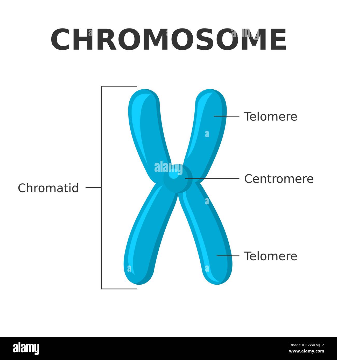 Parties chromosomiques. Structure d'un chromosome. Centromère, télomère, chromatides. Diagramme montrant les éléments d'une structure filiforme faite de protéine Illustration de Vecteur