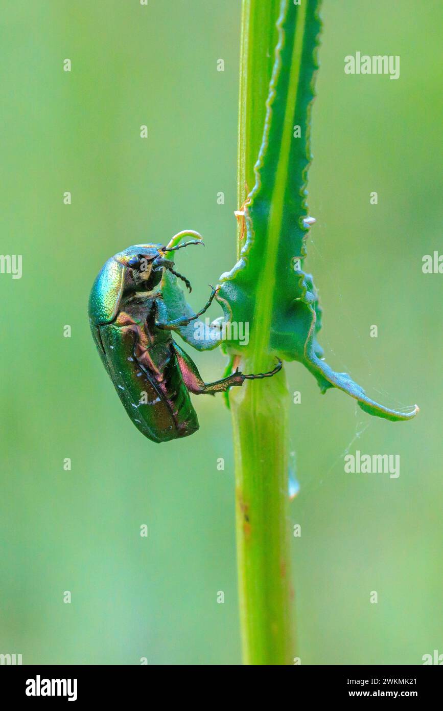 Gros plan d'un cétonia aurata, coléoptère rose vert grimpant sur une tige d'herbe dans un pré Banque D'Images