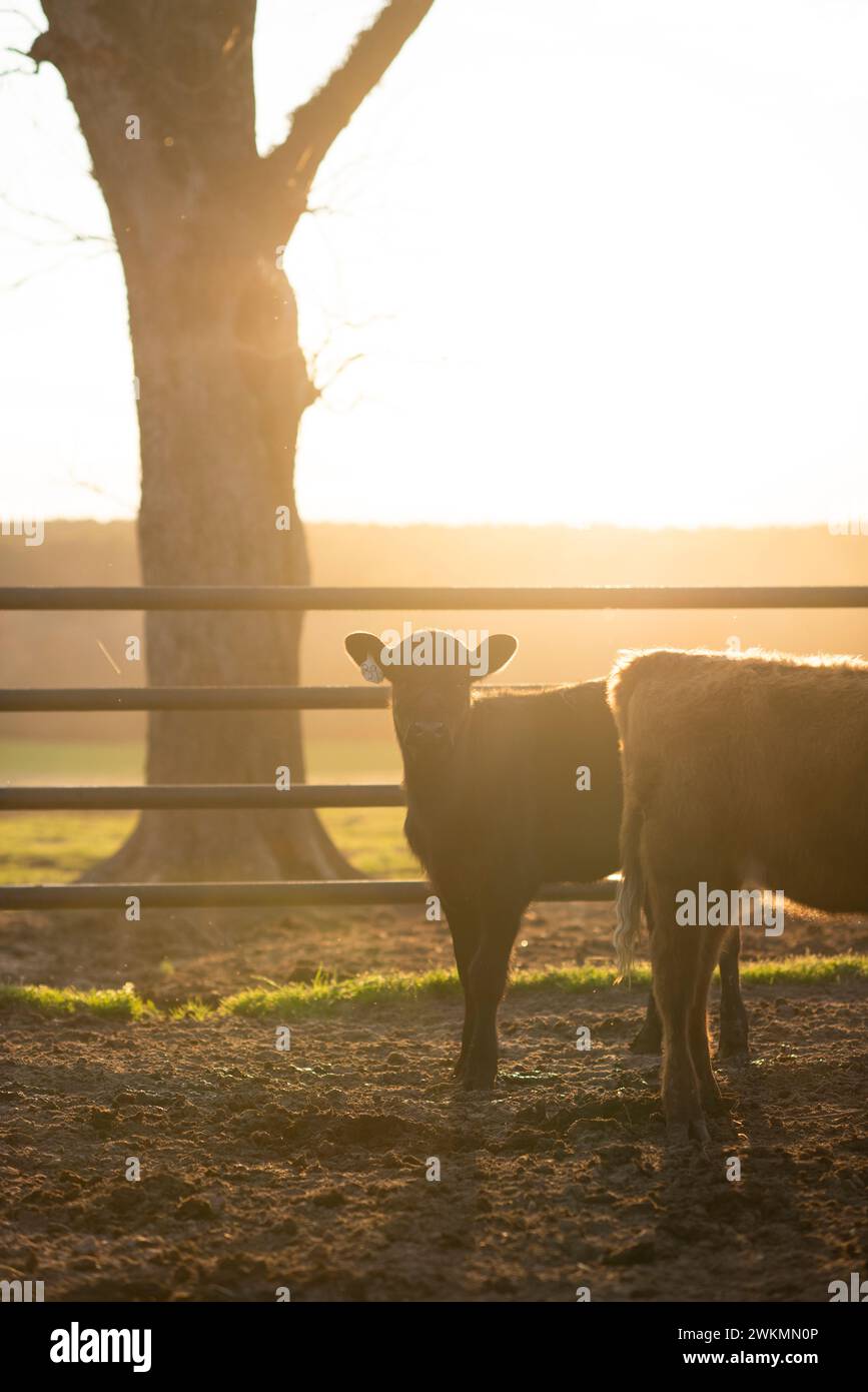 Veau angus noir au coucher du soleil Banque D'Images