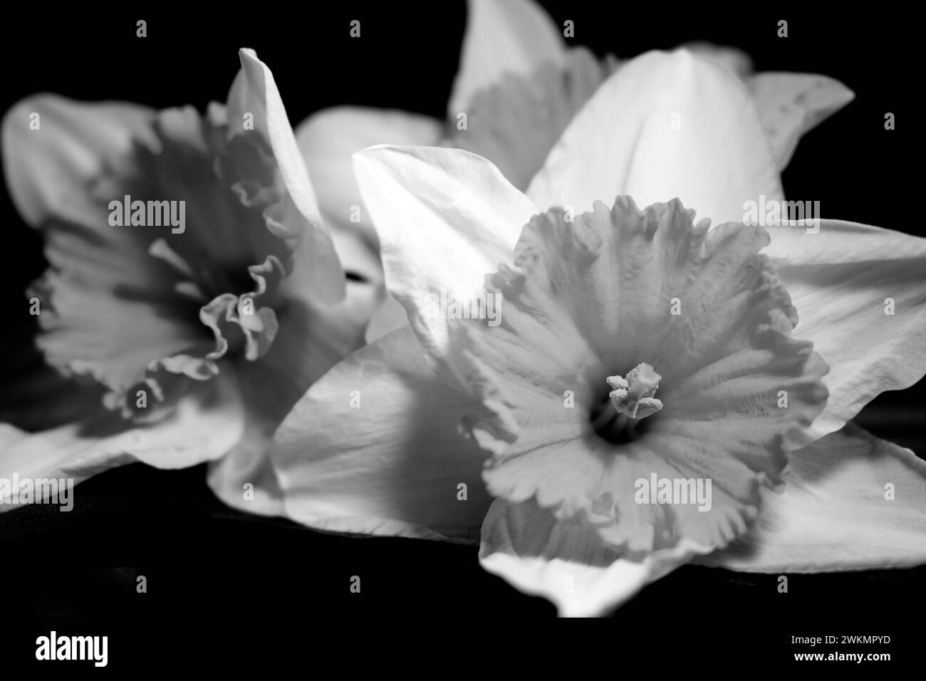 Gros plan d'une fleur de printemps de Doffodil sur un fond noir Banque D'Images