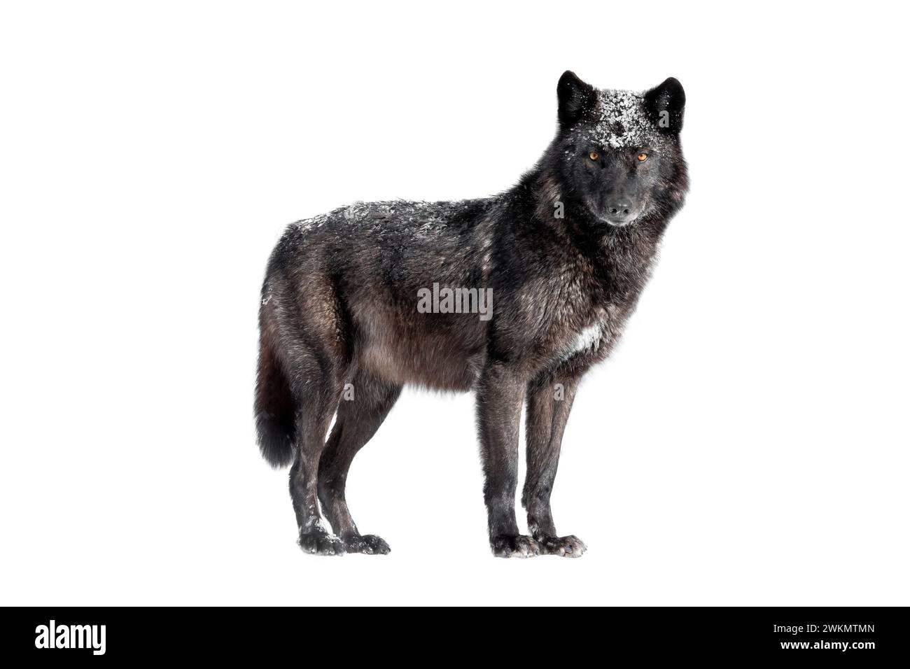 Loup noir canadien humide isolé sur fond blanc. Banque D'Images