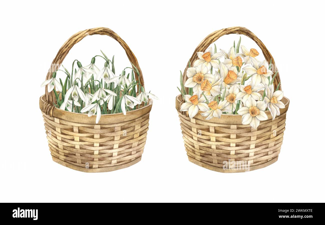 Ensemble aquarelle avec paniers en osier, fleurs, gouttes de neige et jonquilles. Illustration à la main dessinée sur fond isolé pour cartes de voeux, invitations, Banque D'Images