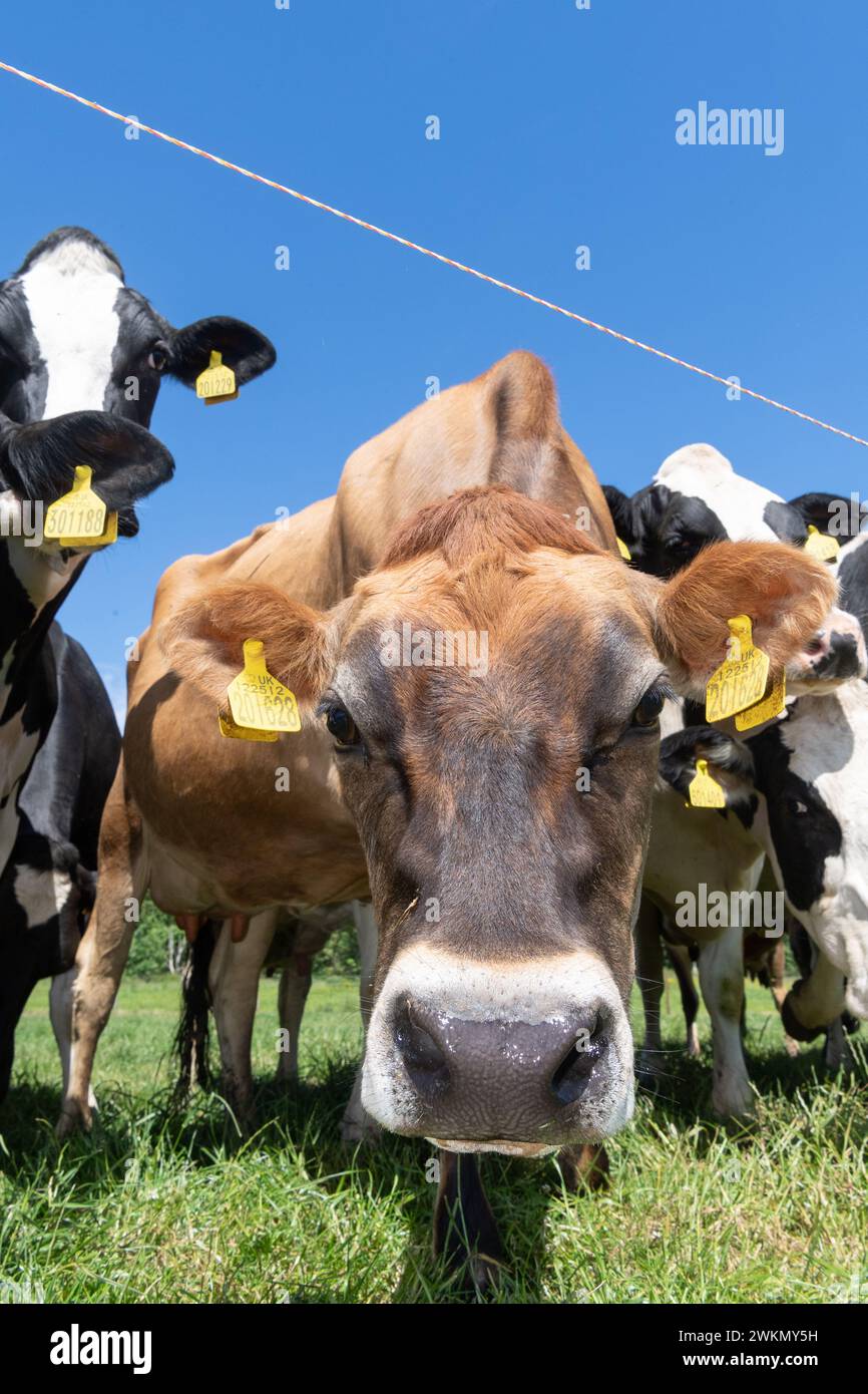 Bétail laitier Jersey derrière une clôture électrique par une chaude journée d'été, North Yorkshire, Royaume-Uni. Banque D'Images