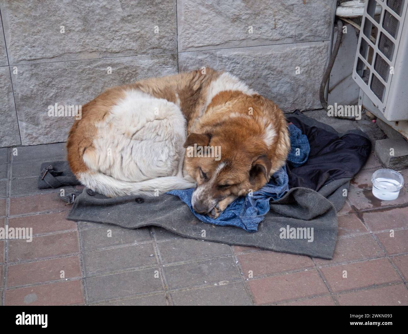 Un chien sans abri gît sur des chiffons. Vieux chien déchiré. Animal triste sans maison. Concept de solitude. Dans la rue Banque D'Images