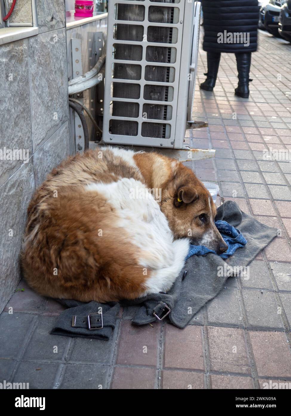 Un chien sans abri gît sur des chiffons. Vieux chien déchiré. Animal triste sans maison. Concept de solitude. Dans la rue Banque D'Images