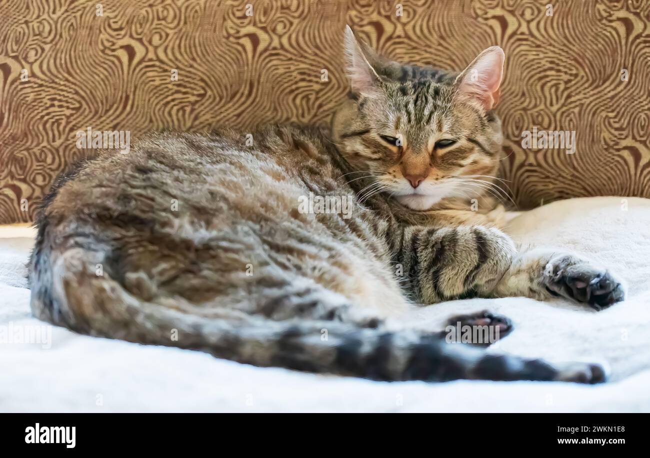 Maya, une chatte tabby domestique à poil court, brune, reposant sur un coussin blanc dans une chaise brune avec les yeux partiellement ouverts en parfait Paul, Minnesota États-Unis. Banque D'Images