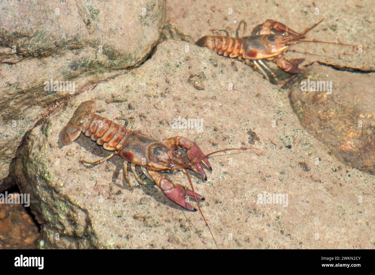 Vadnais Heights, Minnesota. L'écrevisse rouillée (Faxonius rusticus) sur un rocher dans un ruisseau est une espèce envahissante réglementée au Minnesota, Banque D'Images