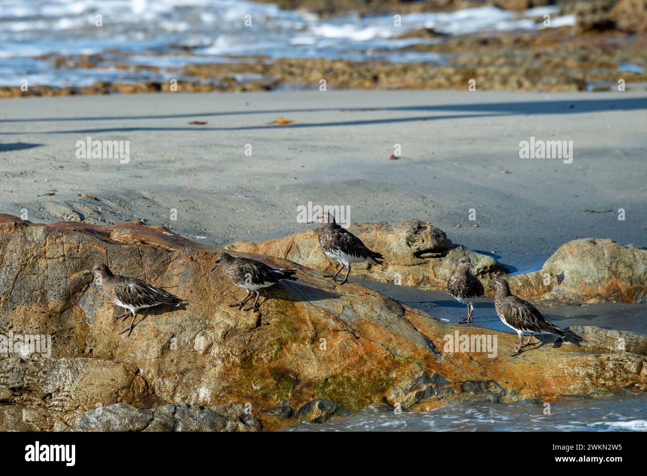 Laguna Beach, Californie. Un troupeau de Black Turnstones à la recherche de bernacles et de limpets sur la plage de l'océan Pacifique. Banque D'Images
