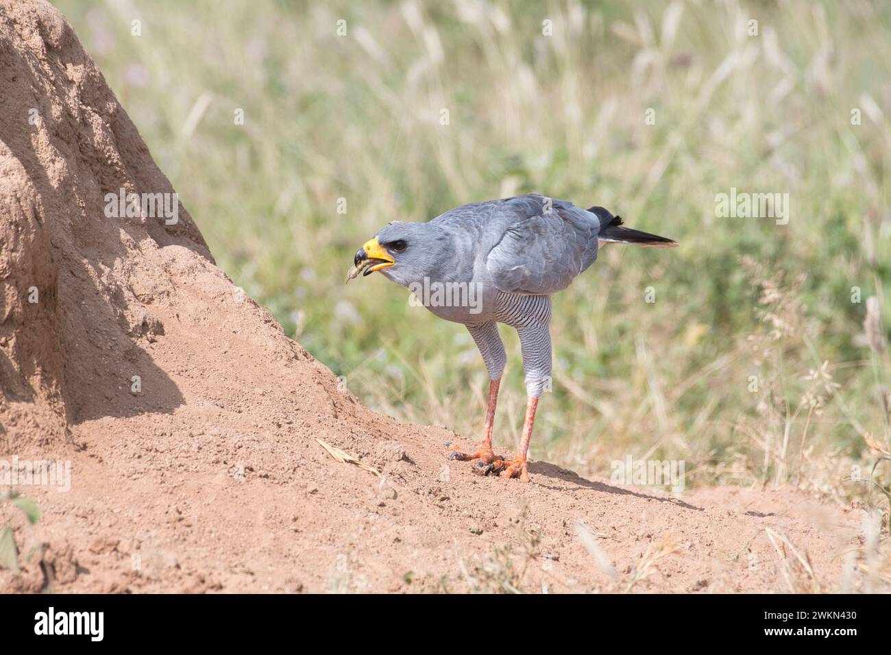 Le chou de l'est (Melierax poliopterus) sur un monticule de termites où l'oiseau a attrapé une chenille, probablement d'un faucon-mites Banque D'Images