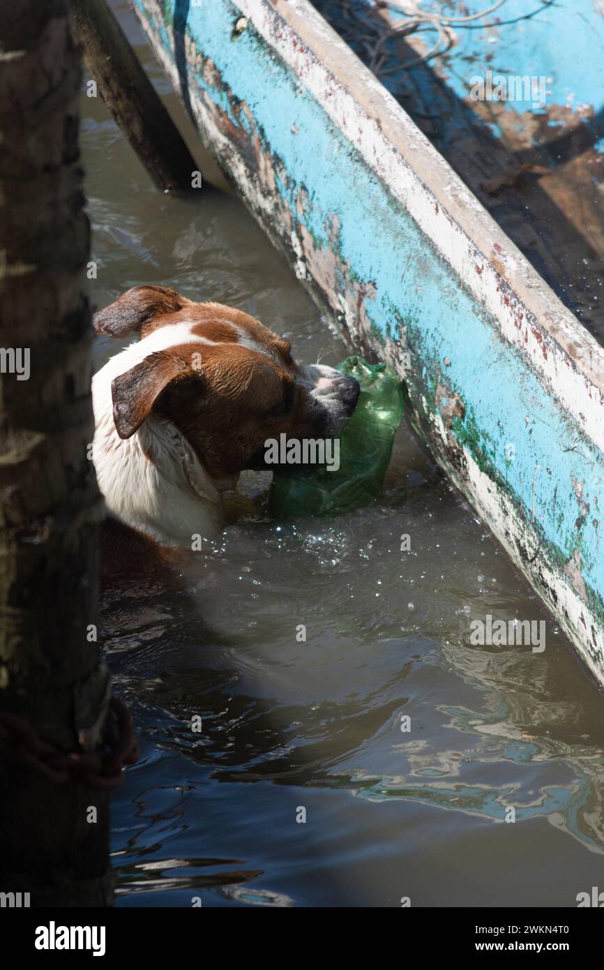 Un chien brun et blanc jouant dans l'eau d'une rivière. Joyeux animal de compagnie. Banque D'Images
