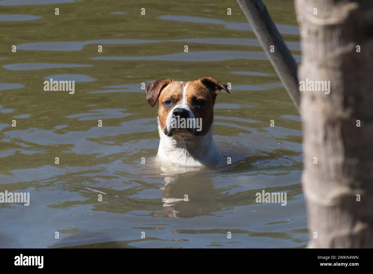 Un chien brun et blanc jouant dans l'eau d'une rivière. Joyeux animal de compagnie. Banque D'Images