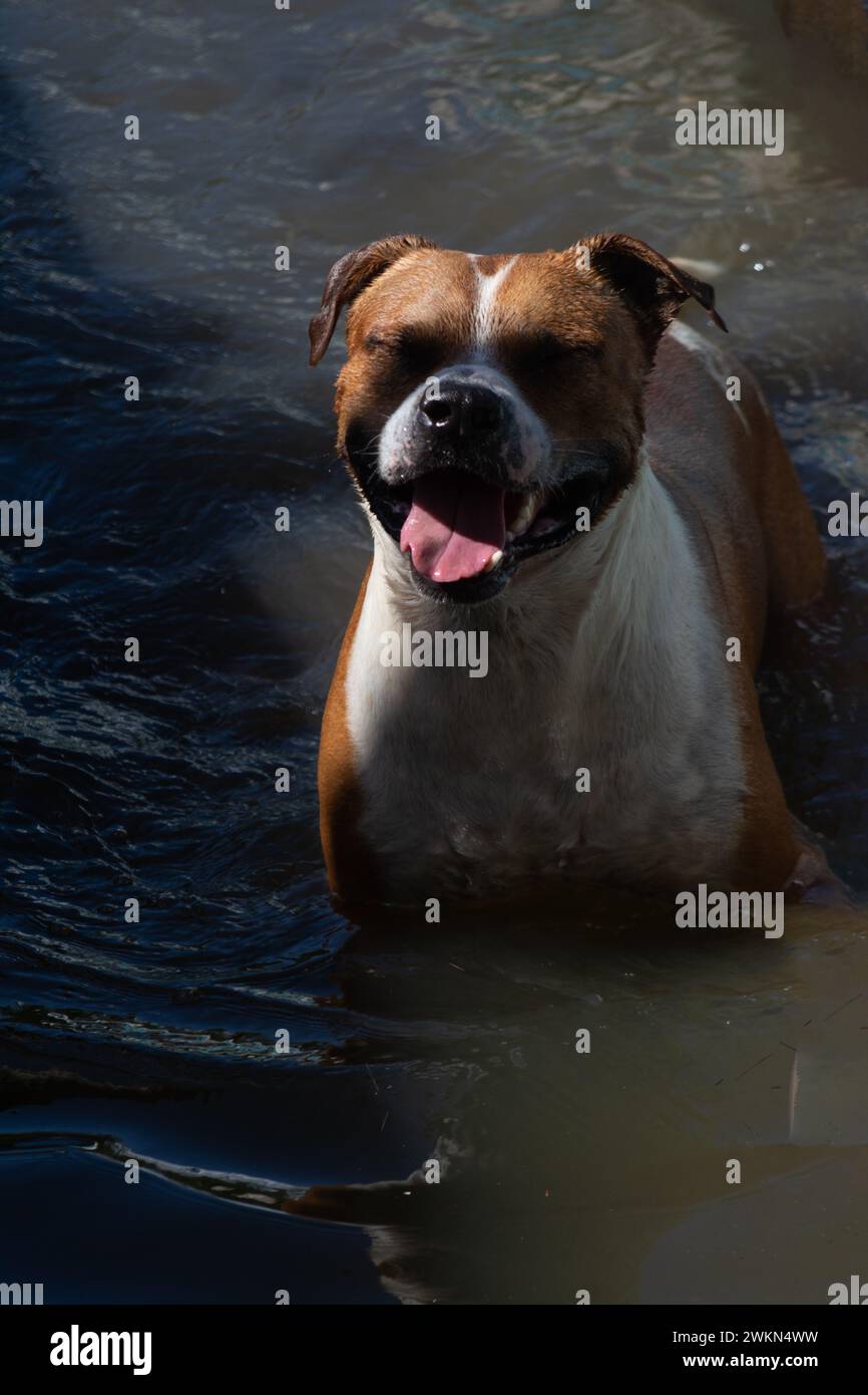 Un chien brun et blanc jouant dans l'eau d'une rivière. Joyeux animal de compagnie. Banque D'Images