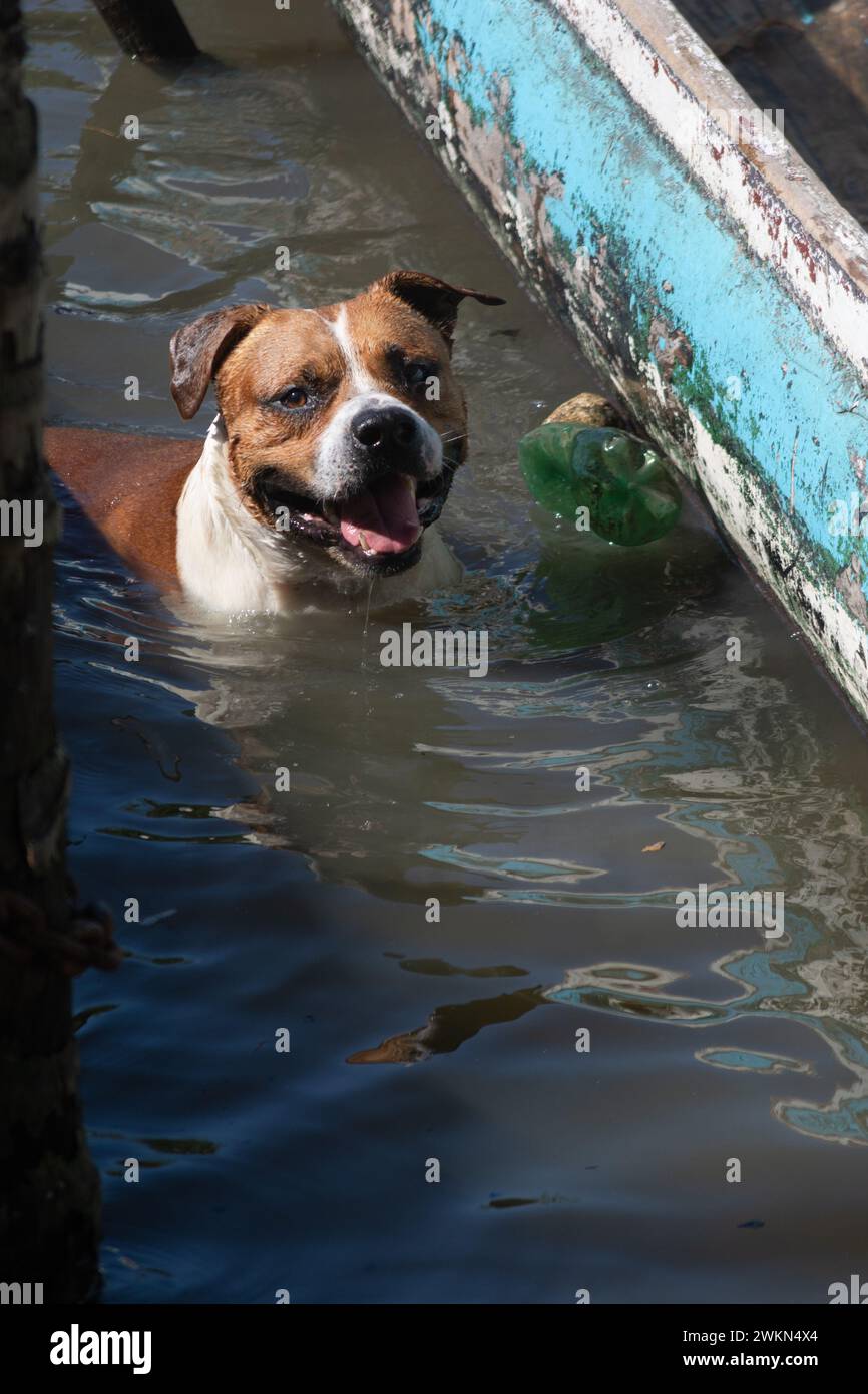 Un chien brun et blanc jouant dans l'eau d'une rivière. Joyeux animal de compagnie. Banque D'Images