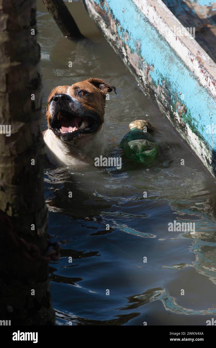 Un chien brun et blanc jouant dans l'eau d'une rivière. Joyeux animal de compagnie. Banque D'Images
