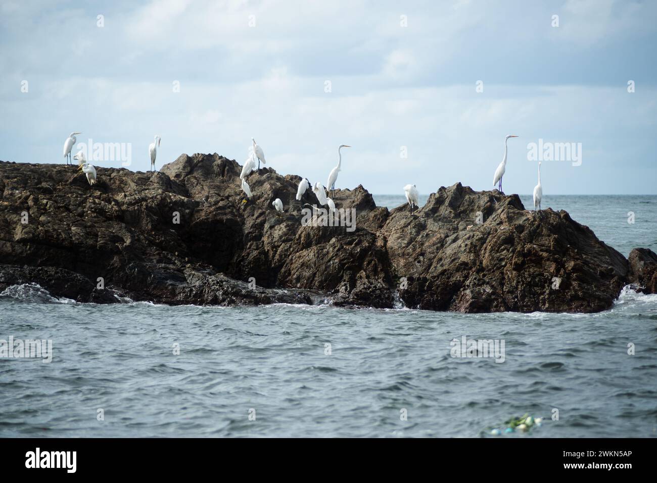 Un troupeau de hérons blancs sur les rochers d'une plage. Environnement préservé. Banque D'Images