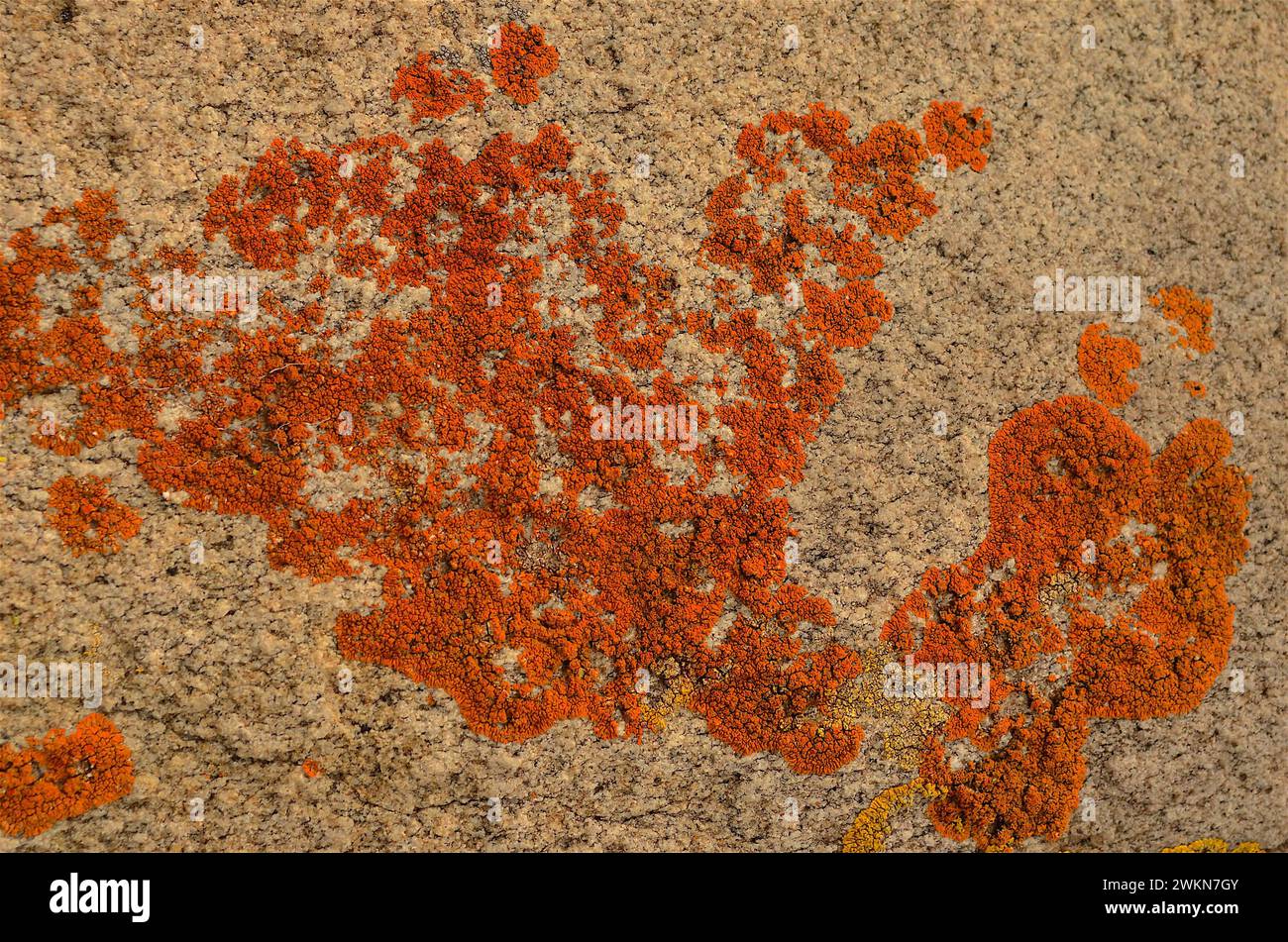 Lichen sur rochers au lac Hodges Banque D'Images