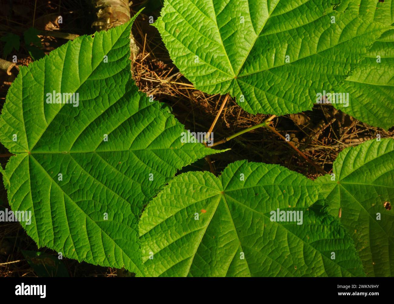 Érable rayé, Acer pensylvanicum, cultivé en été dans la région sauvage de Pharoah Lake dans les montagnes Adirondack de l'État de New York Banque D'Images