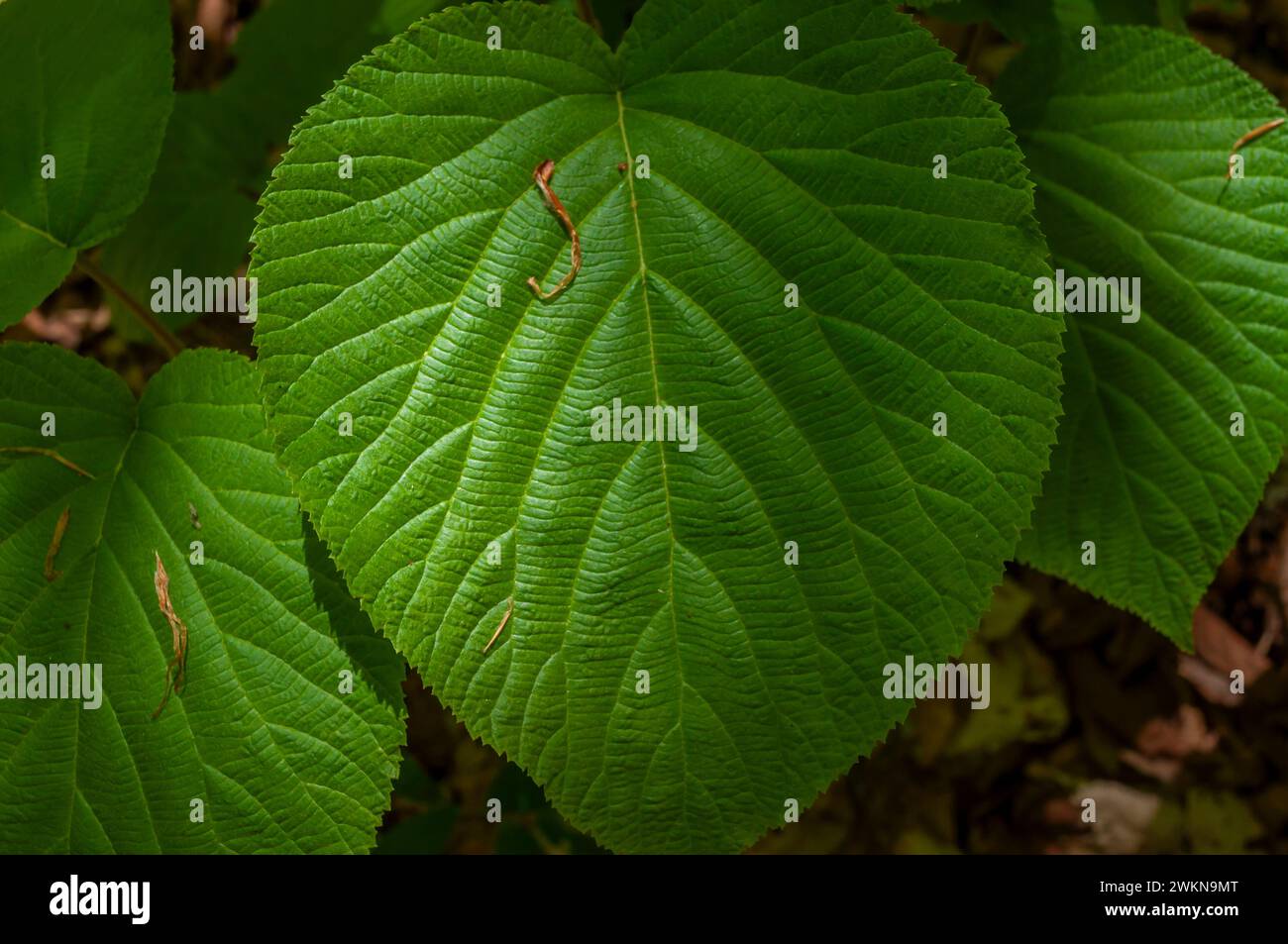 Sorcière, Viburnum lantanoides, poussant en été dans les montagnes Adirondack de l'État de New York Banque D'Images