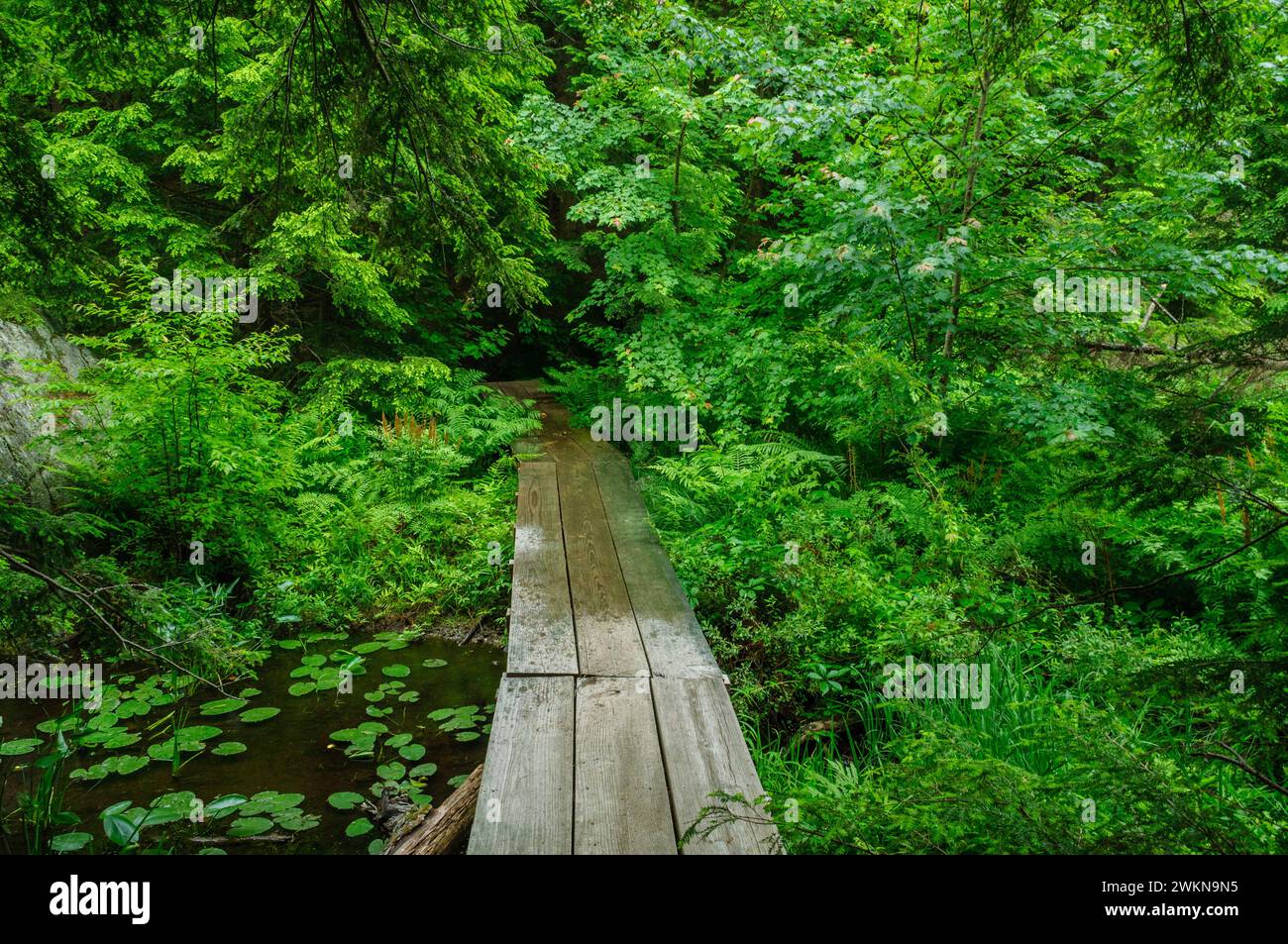 Pont au-dessus de la décharge de spectacle Lake se dirigeant dans la forêt dans les montagnes Adirondack de l'État de New York Banque D'Images
