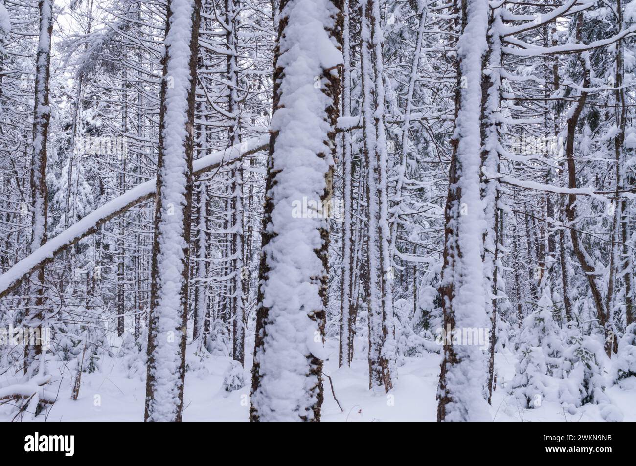 Sapin baumier (Abies balsamea) après une tempête de neige dans les montagnes Adirondack de l'État de New York Banque D'Images