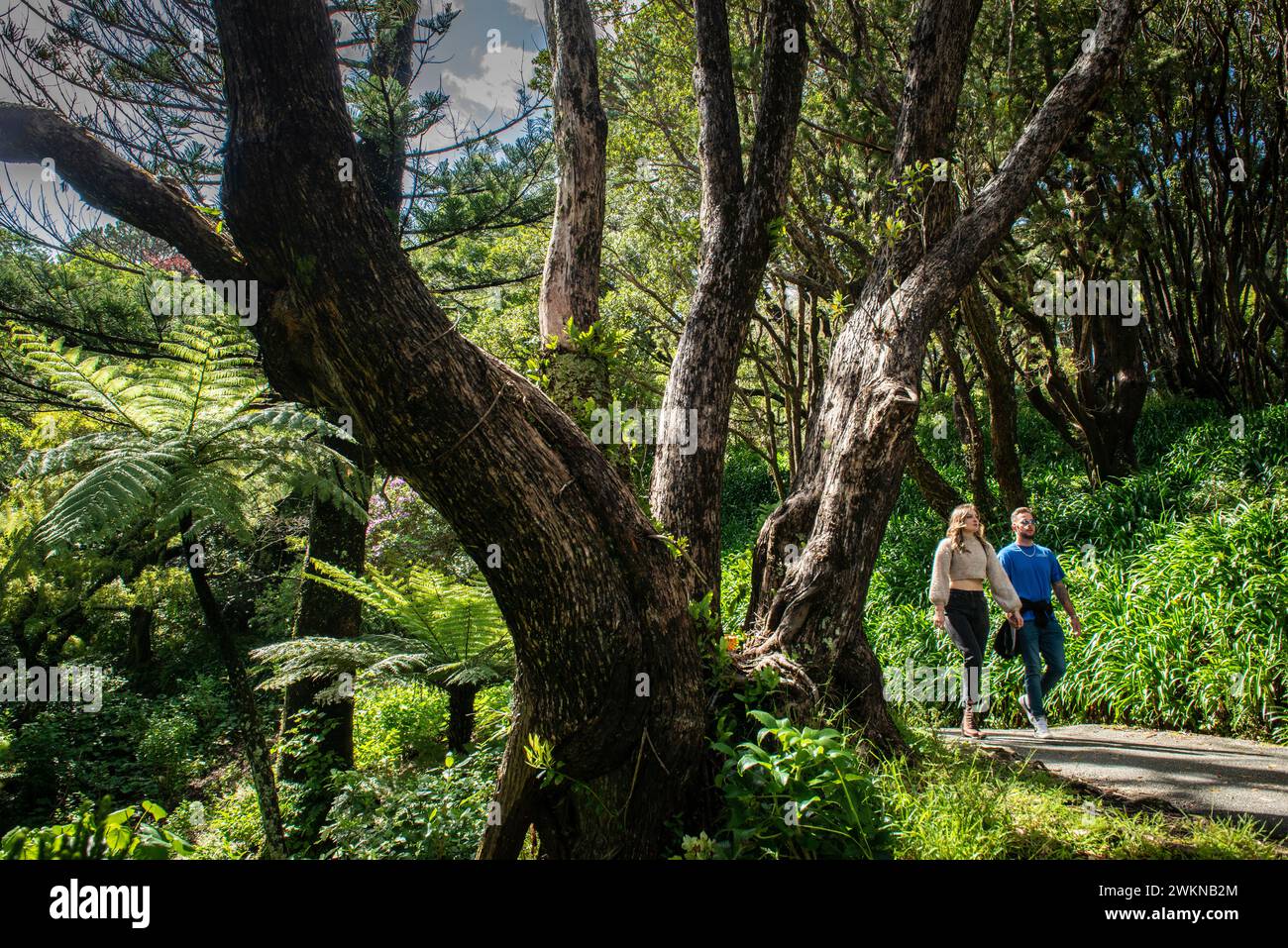 Jardins botaniques de Wellington, Wellington, Nouvelle-Zélande Banque D'Images