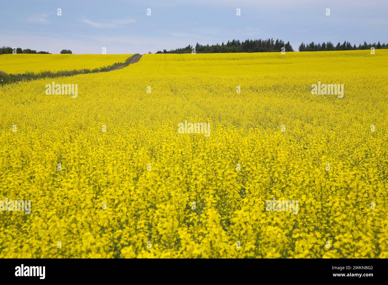 Champ cultivé de cultures de canola jaune avec chemin de terre, Saint-Jean, Ile d'Orléans, Québec, Canada. Banque D'Images