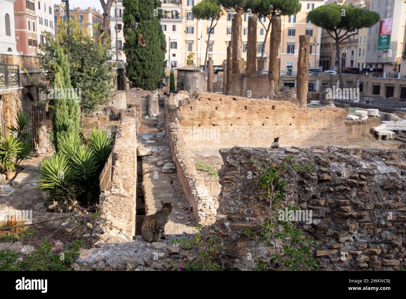 Le sanctuaire des chats au milieu des ruines de Rome, en Italie, où youÕll nous trouvons des chats bien soignés vivant dans les ruines connues sous le nom de zone sacrée de Largo Argentina Banque D'Images