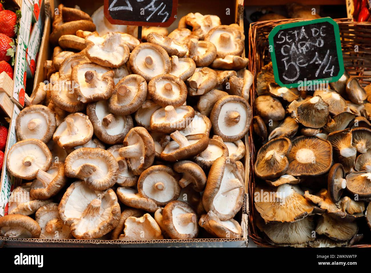 Champignons espagnols frais au marché aux légumes de Malaga, 12/02/2019 Banque D'Images