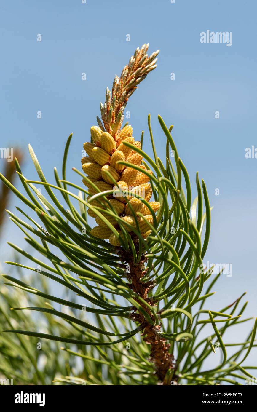 Branche de pin de Lodgepole avec cône mâle, montagnes Wallowa, Oregon. Banque D'Images