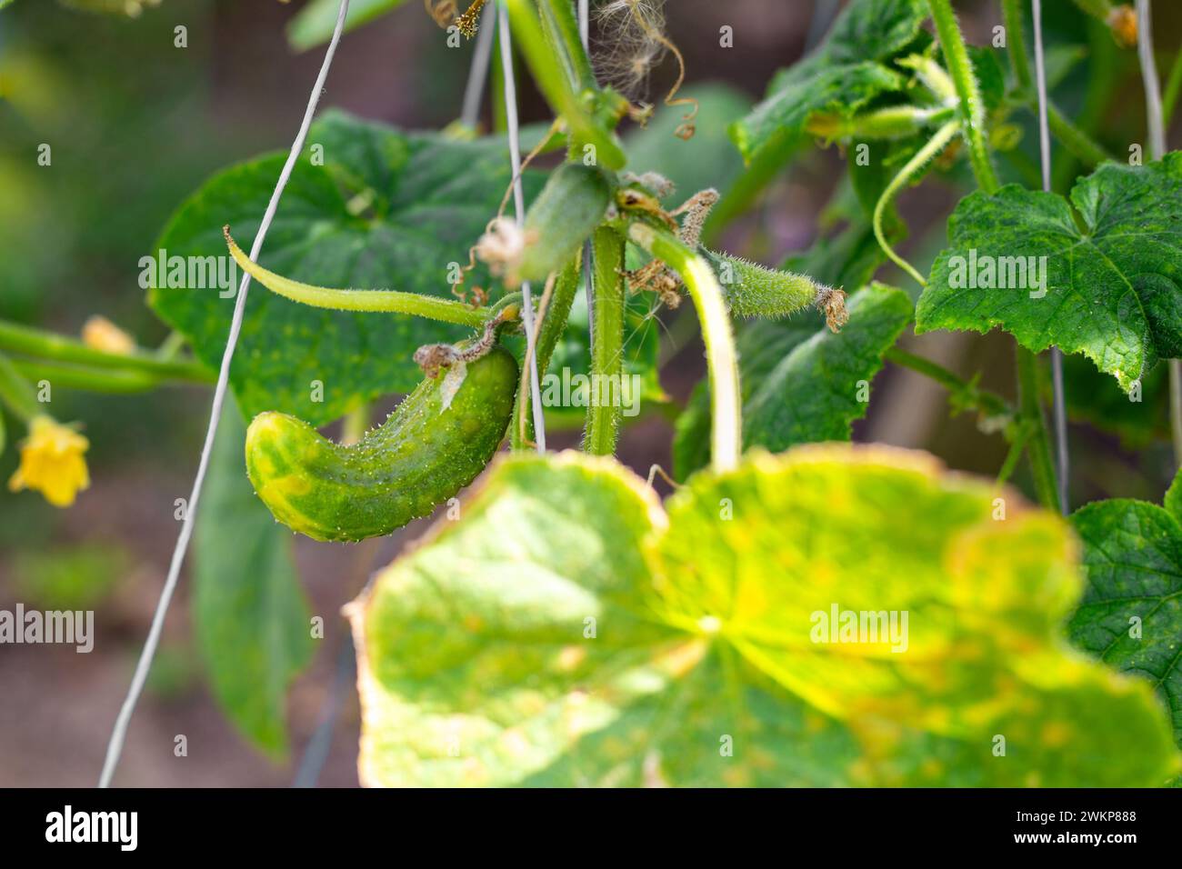 Maladies des concombres. Des fruits de concombre ridés, en forme de crochet, malades poussent sur une branche. Pulvérisation de plantes contre les maladies et les parasites. Banque D'Images