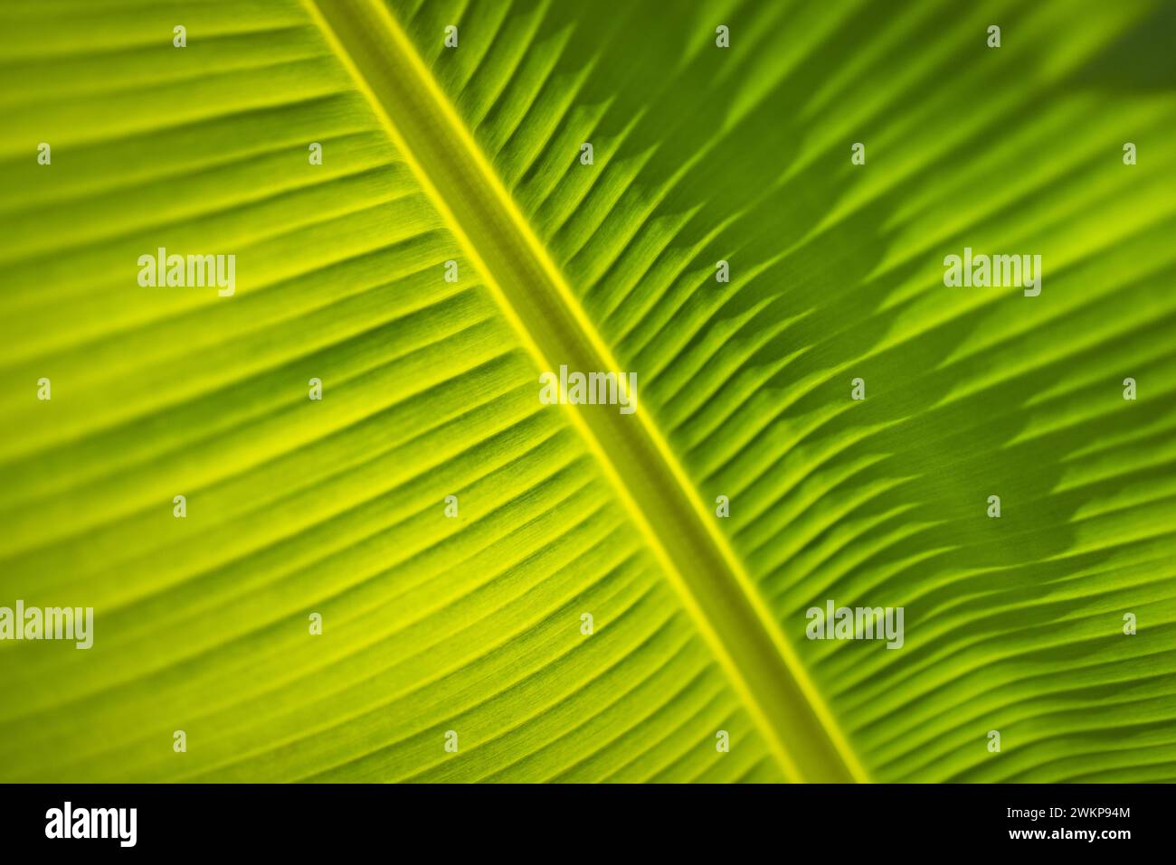 Fond de feuilles vertes avec espace de copie, texture rapprochée de feuille de palmier. Plante de jardin tropicale ensoleillée, environnement forestier, croissance estivale, fraîcheur Banque D'Images