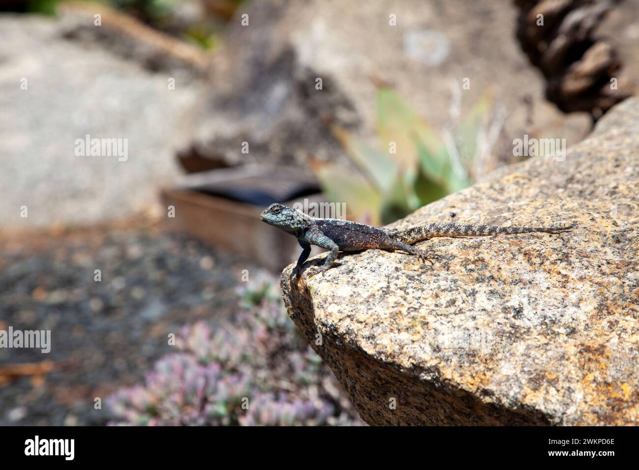 Chameleon on Rock à Babylonstoren dans Western Cape, Afrique du Sud Banque D'Images