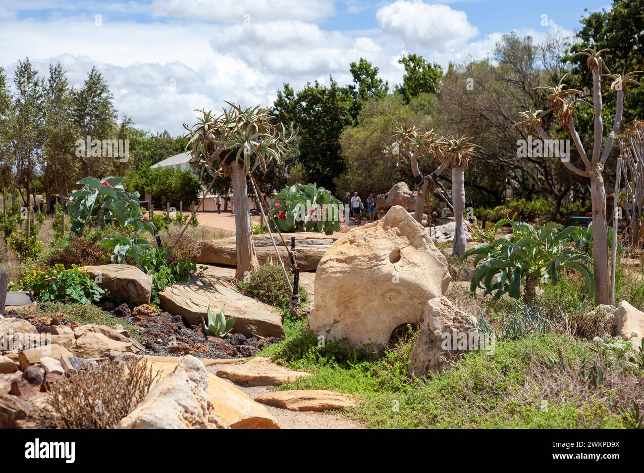 Rocaille à Babylonstoren dans la région de Simondium Winelands au cap occidental, Afrique du Sud Banque D'Images