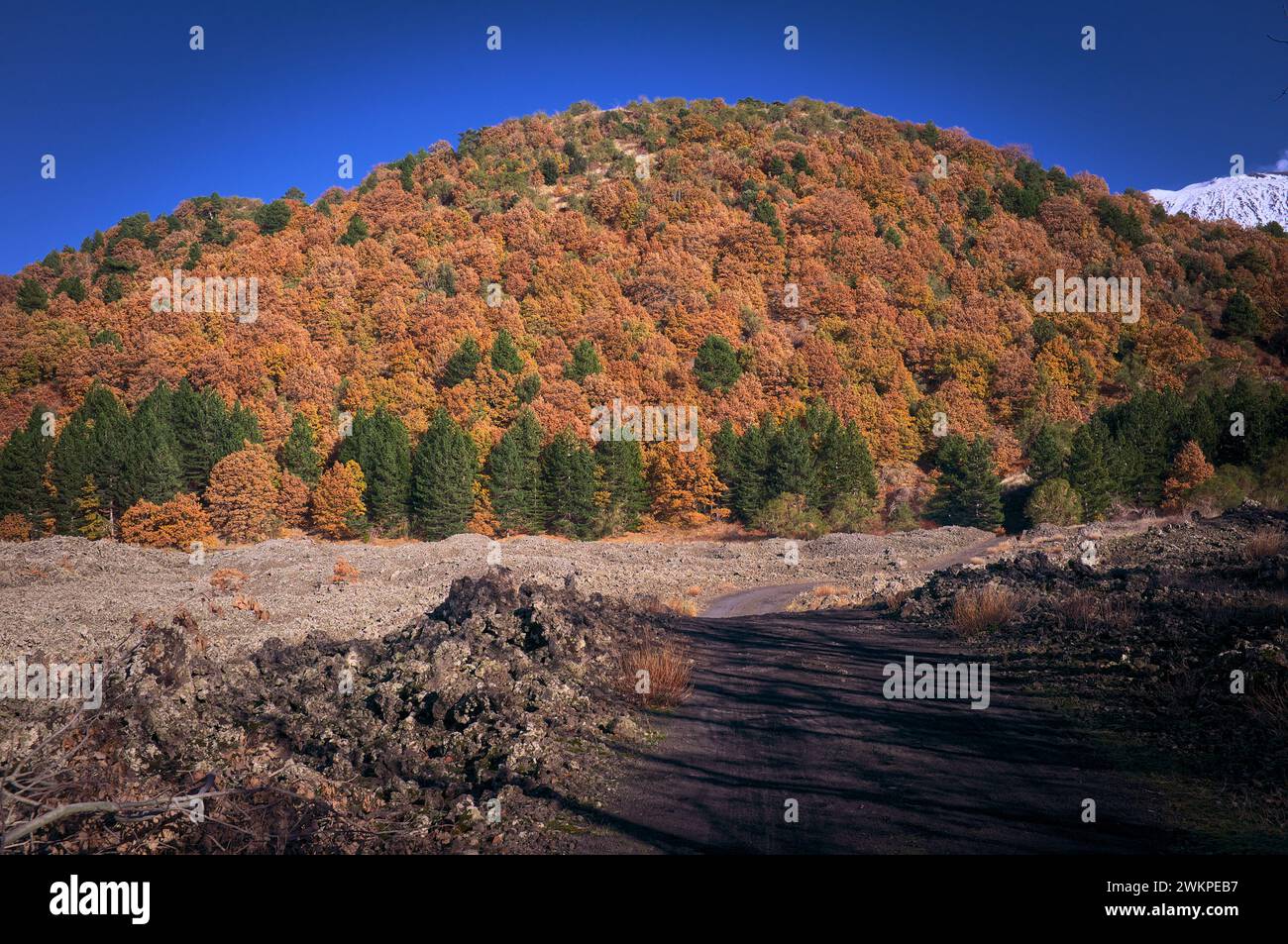 Bois d'automne coloré de 'Monte Lepre' dans le parc de l'Etna, Sicile, Italie Banque D'Images