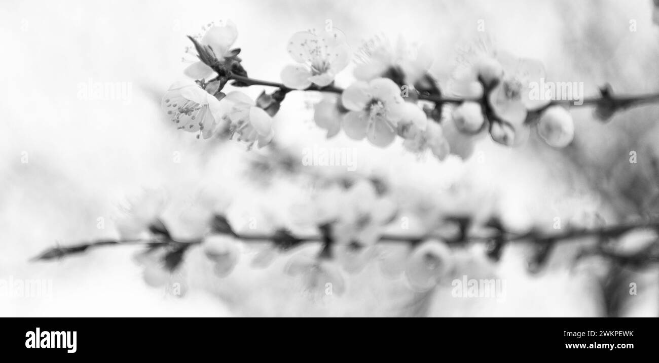 Branches d'arbre fleuries avec des fleurs de printemps sur fond naturel flou, fleur Banque D'Images Branches d'arbre fleuries avec des fleurs de printemps sur fond naturel flou, fleur Banque D'Images