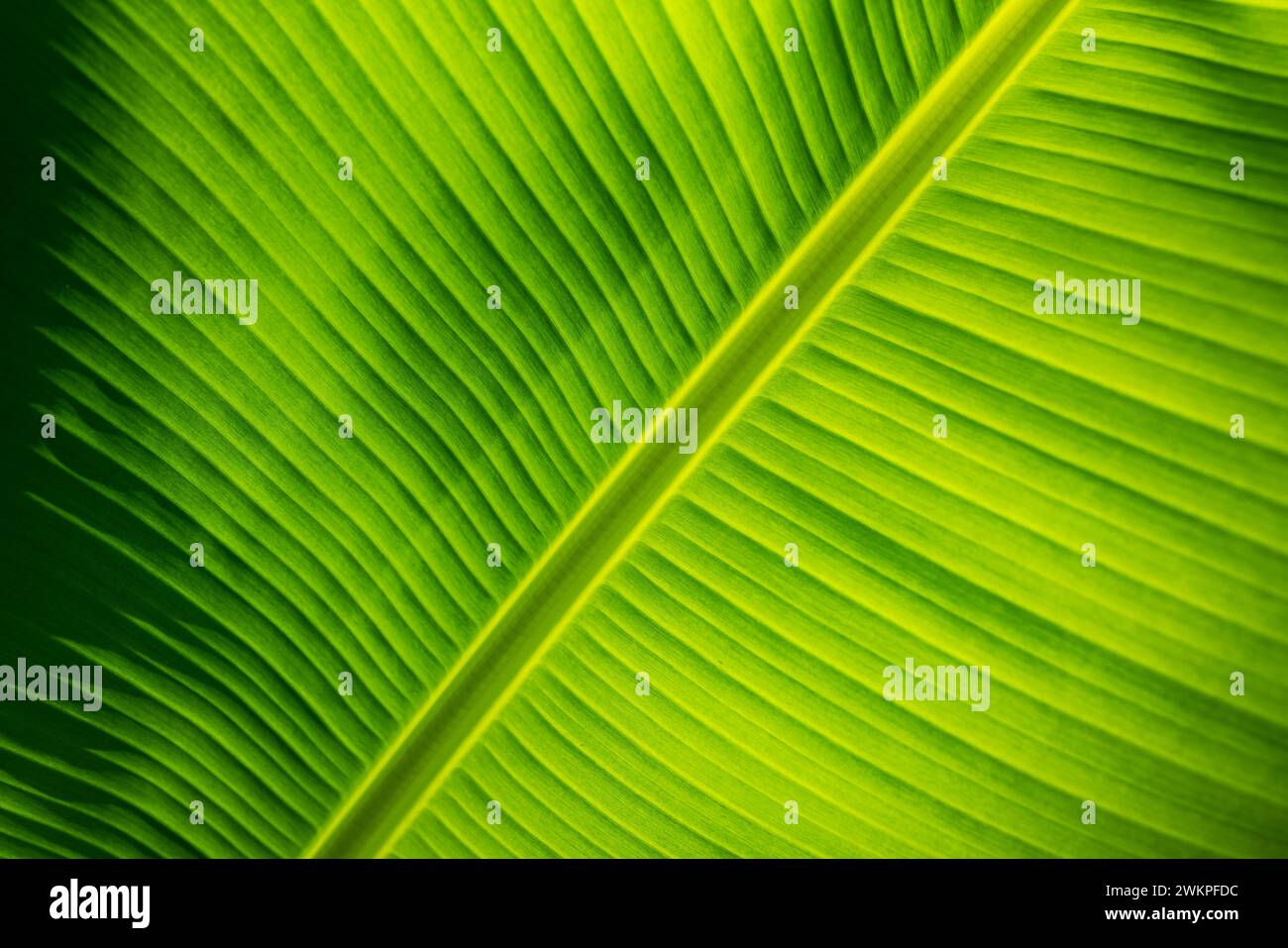 Incroyable macro feuille verte. Gros plan ensoleillé lumineux, culture panoramique artistique. Détail de la texture rétro-éclairée et le motif de la feuille de palmier plante les veines nature Banque D'Images