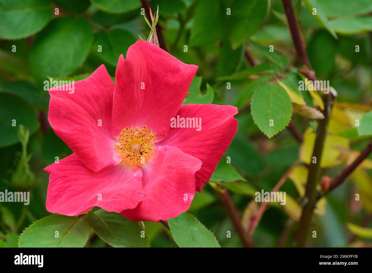 Rosa Scharlachglut, rose Scarlet Fire, rose Scarlet Glow, fleurs simples cramoisies, étamines dorées. Banque D'Images